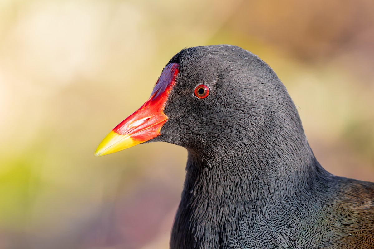 Eurasian Moorhen - ML644111334