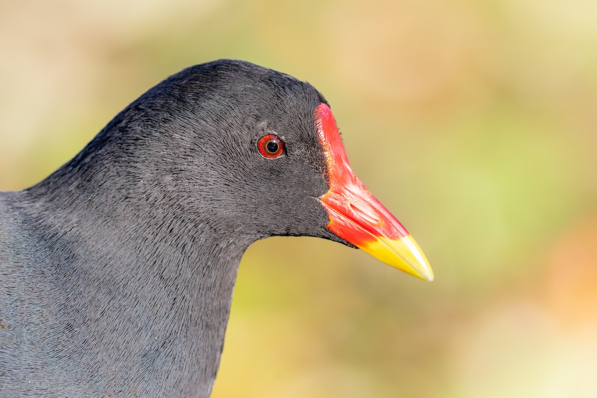 Eurasian Moorhen - ML644111335