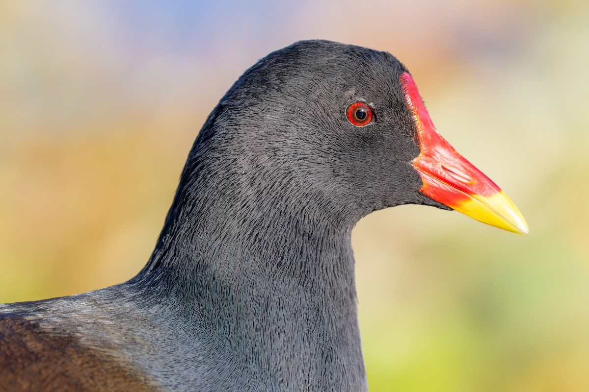Eurasian Moorhen - ML644111336