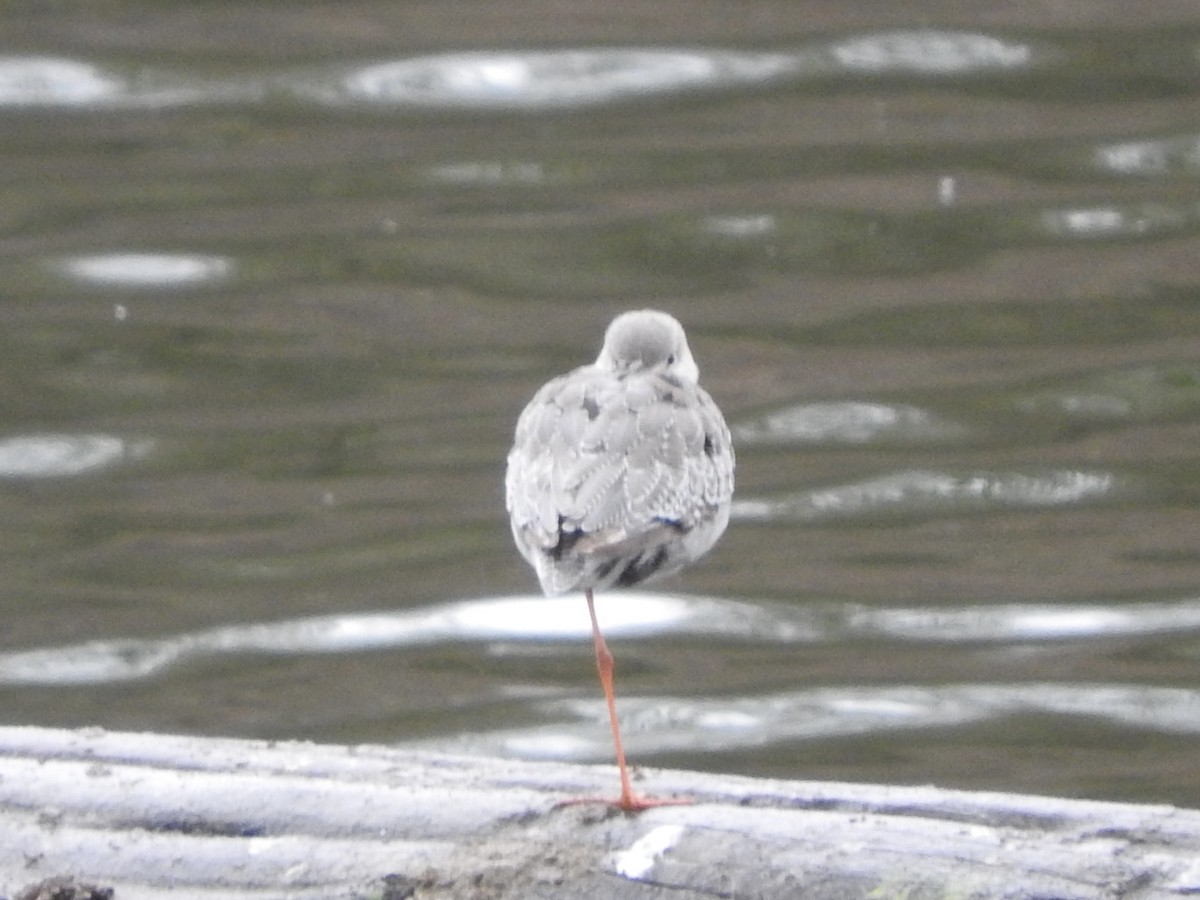 Spotted Redshank - ML644111339