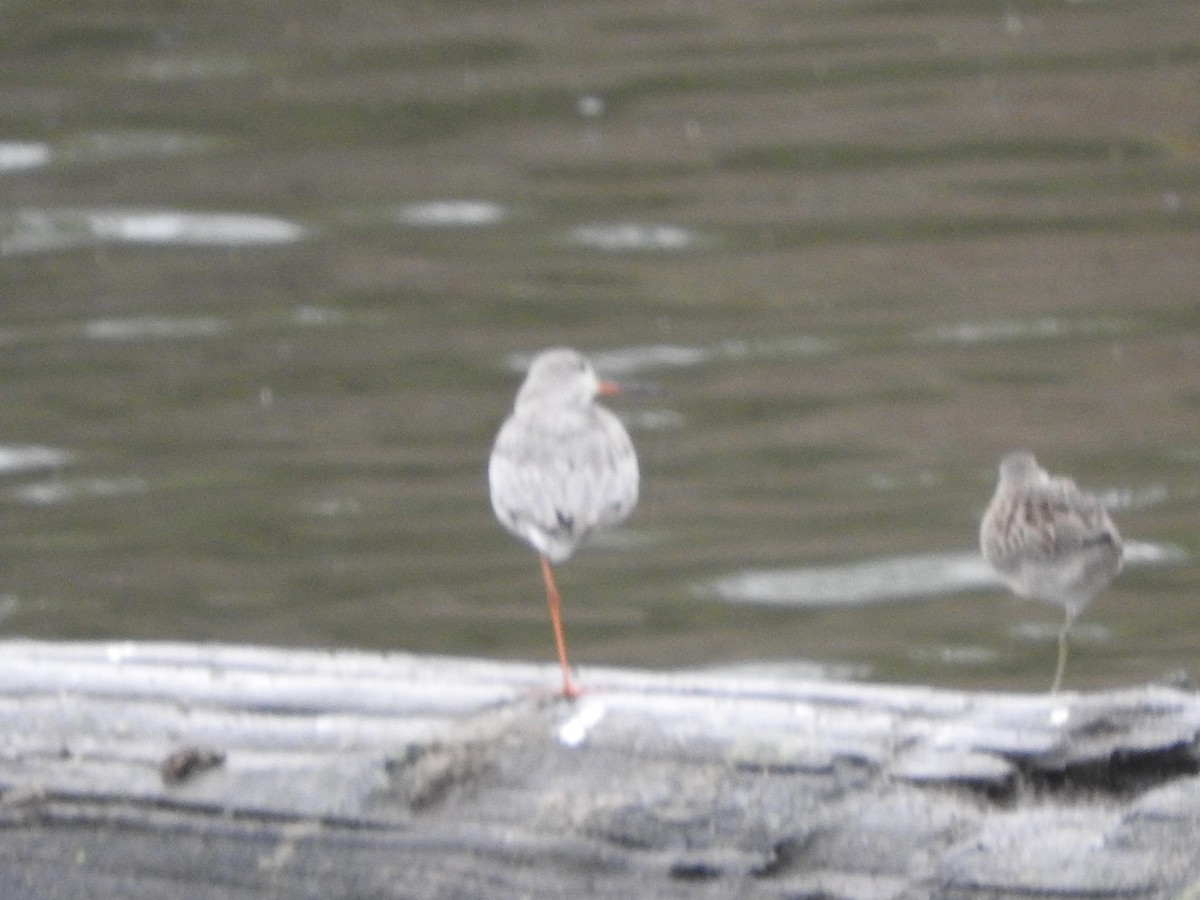 Spotted Redshank - ML644111340
