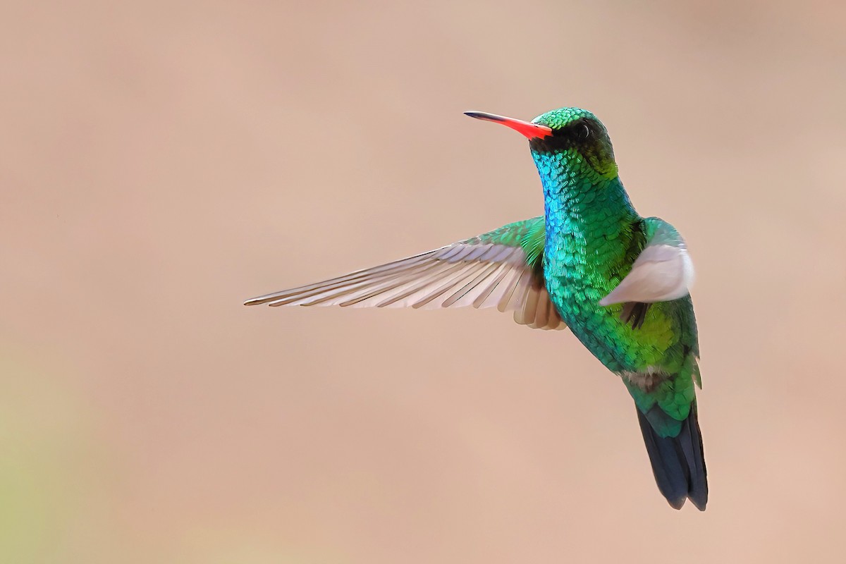 Glittering-bellied Emerald - ML644111351