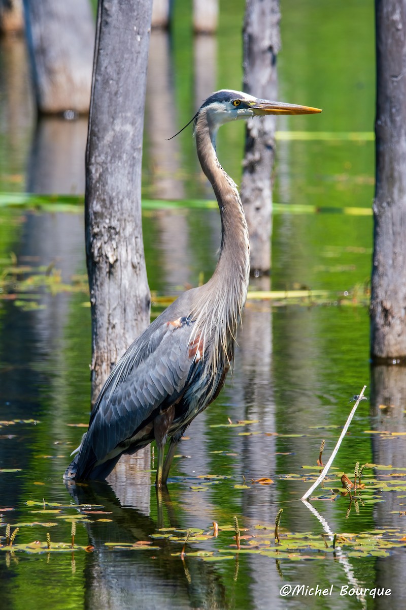 Great Blue Heron - ML644111355