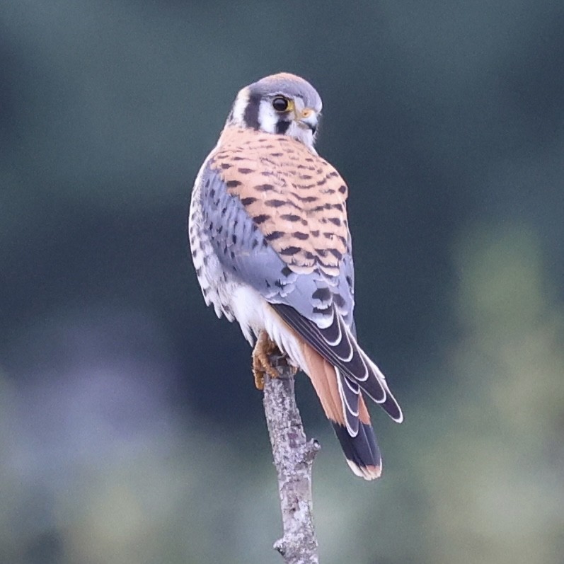 American Kestrel - ML644111356