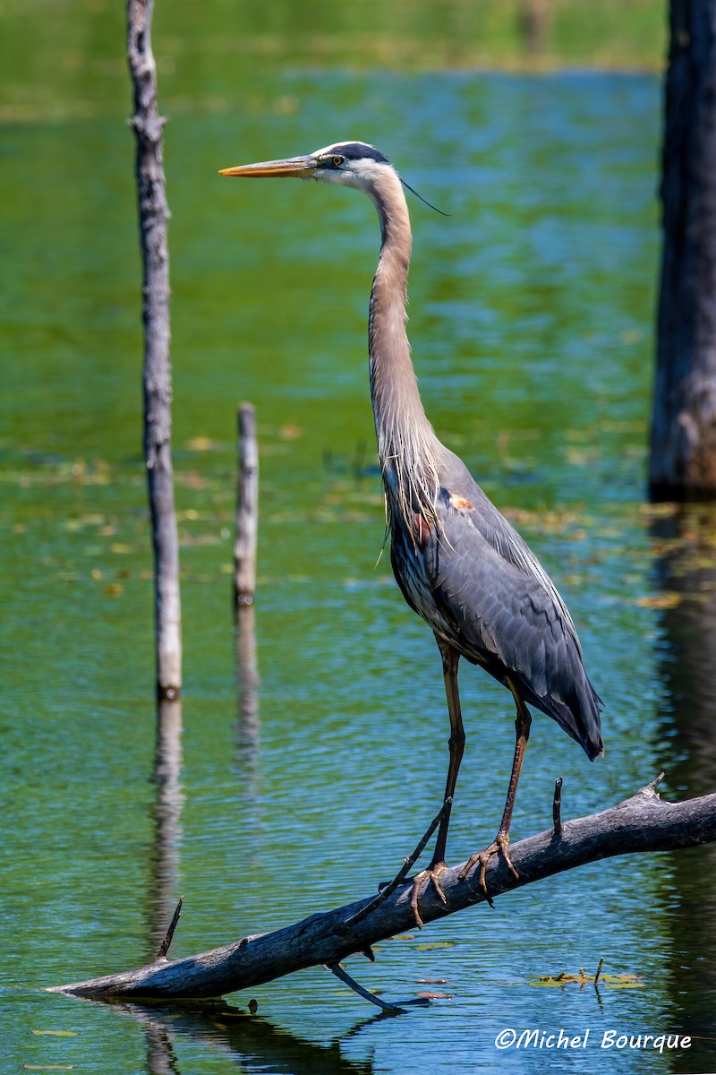 Great Blue Heron - ML644111357