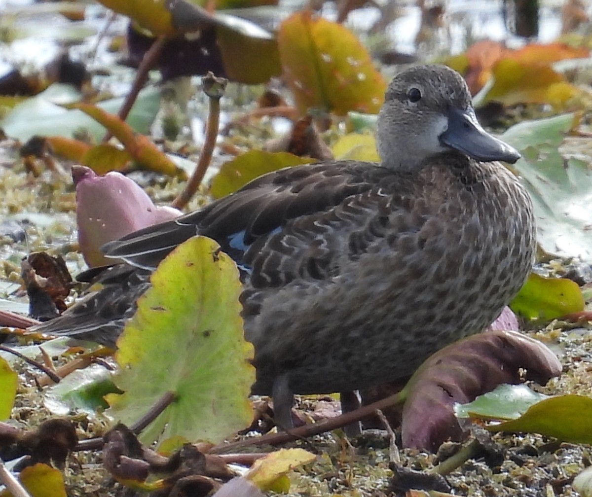 Blue-winged Teal - ML644111358