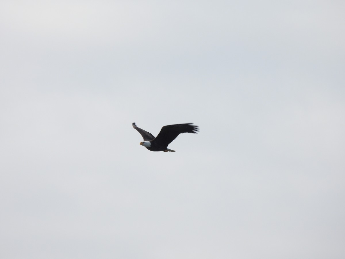 Bald Eagle - ML644111360