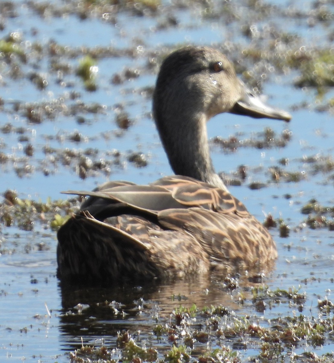 Mottled Duck - ML644111363