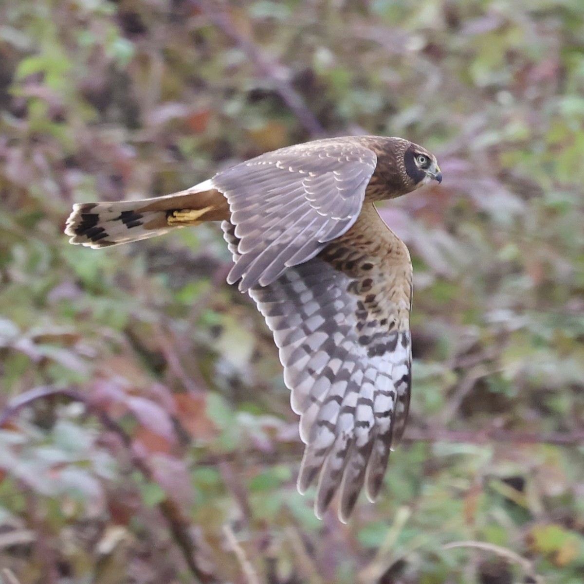 Northern Harrier - ML644111364