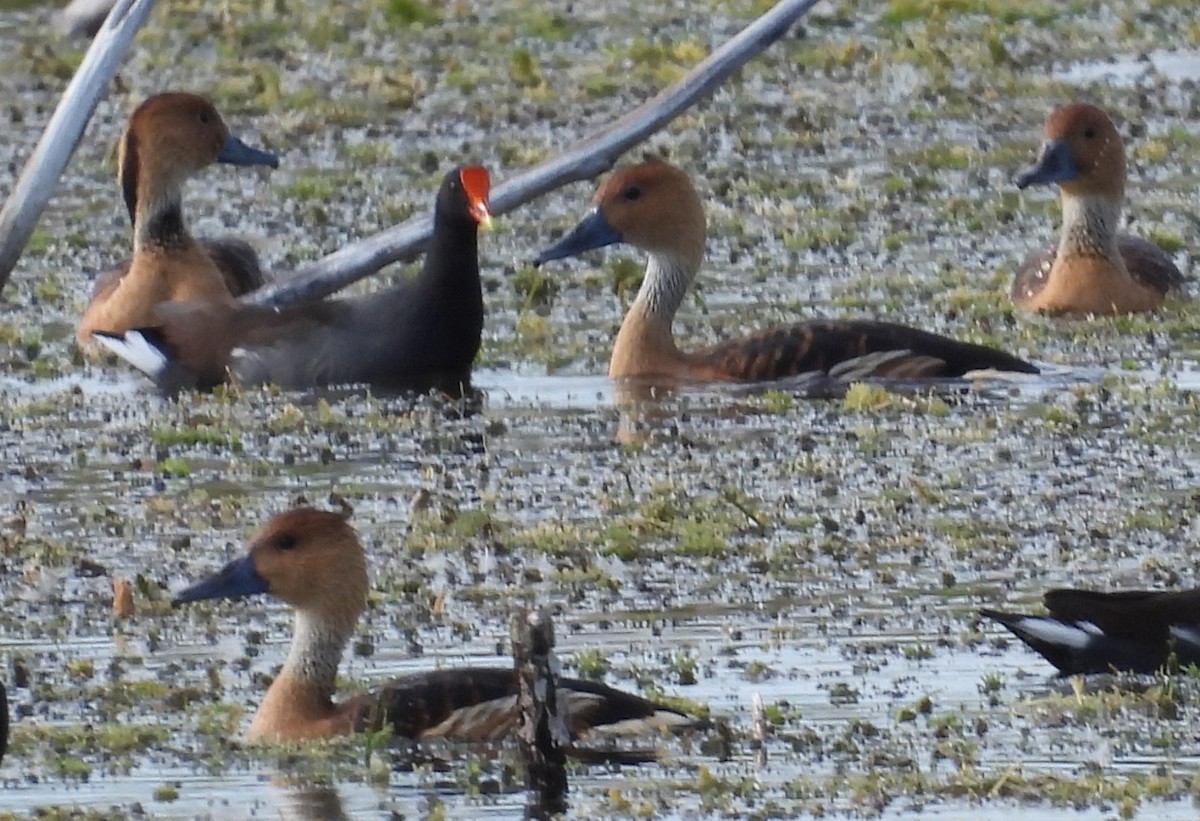 Fulvous Whistling-Duck - ML644111365