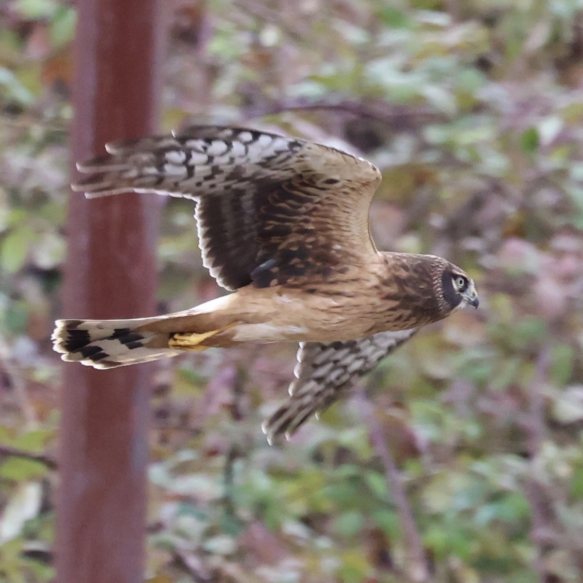 Northern Harrier - ML644111368