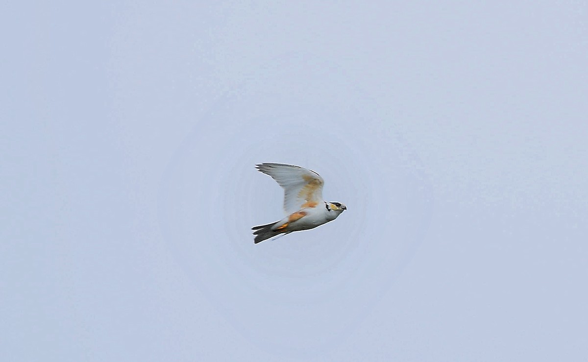 Pearl Kite - ML644111372