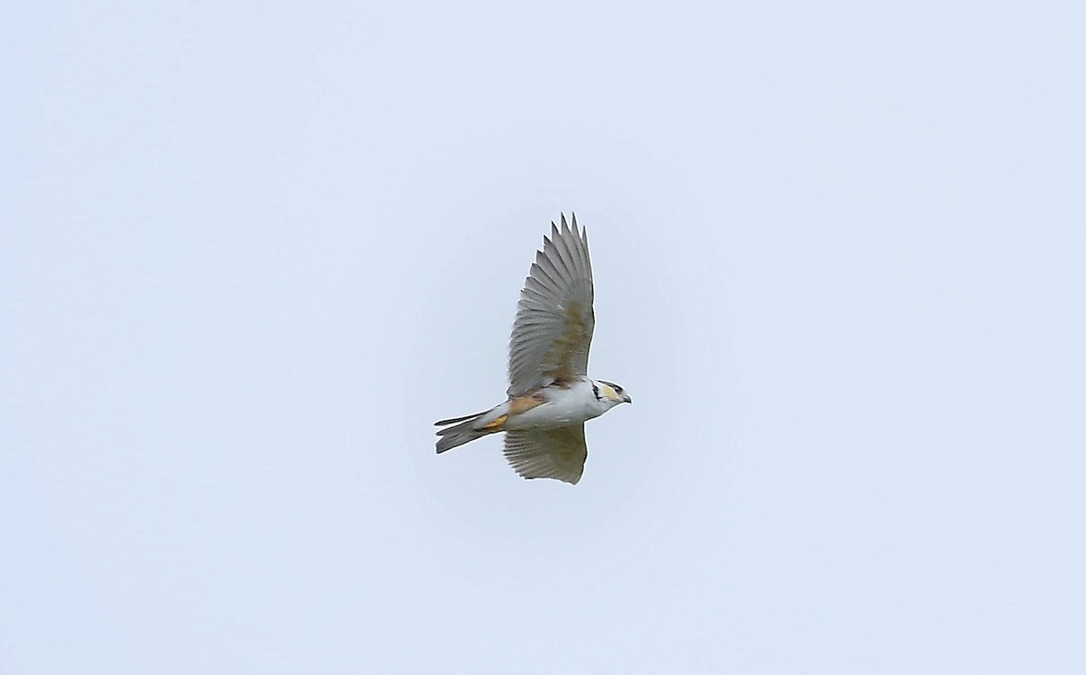 Pearl Kite - ML644111373