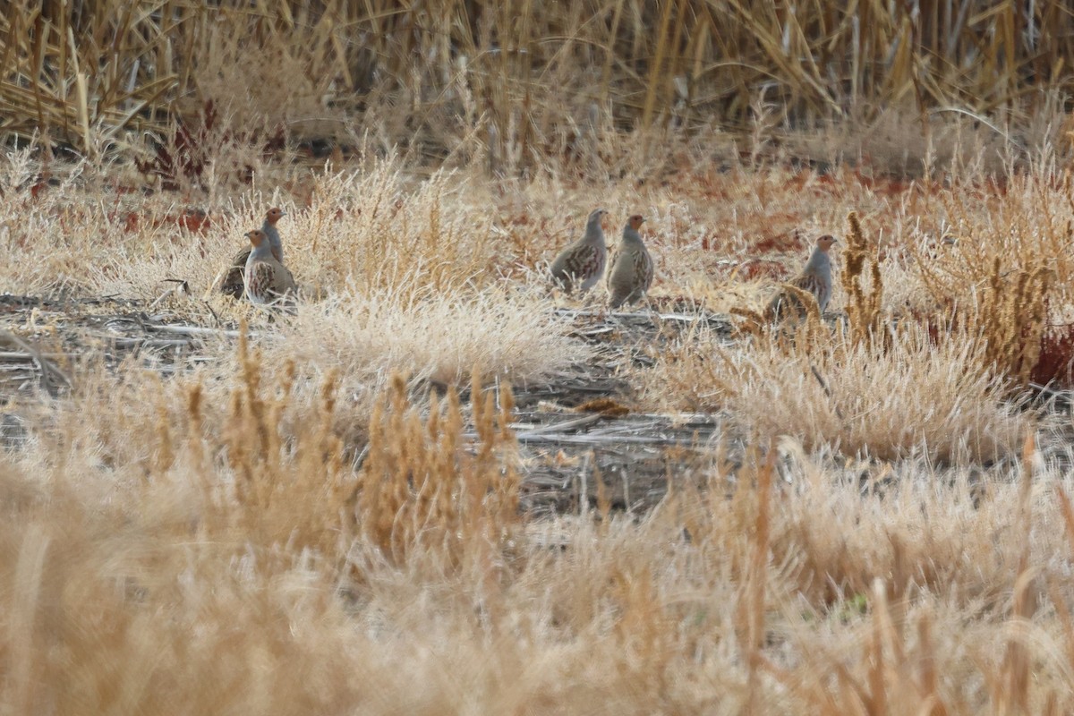 Gray Partridge - ML644111374