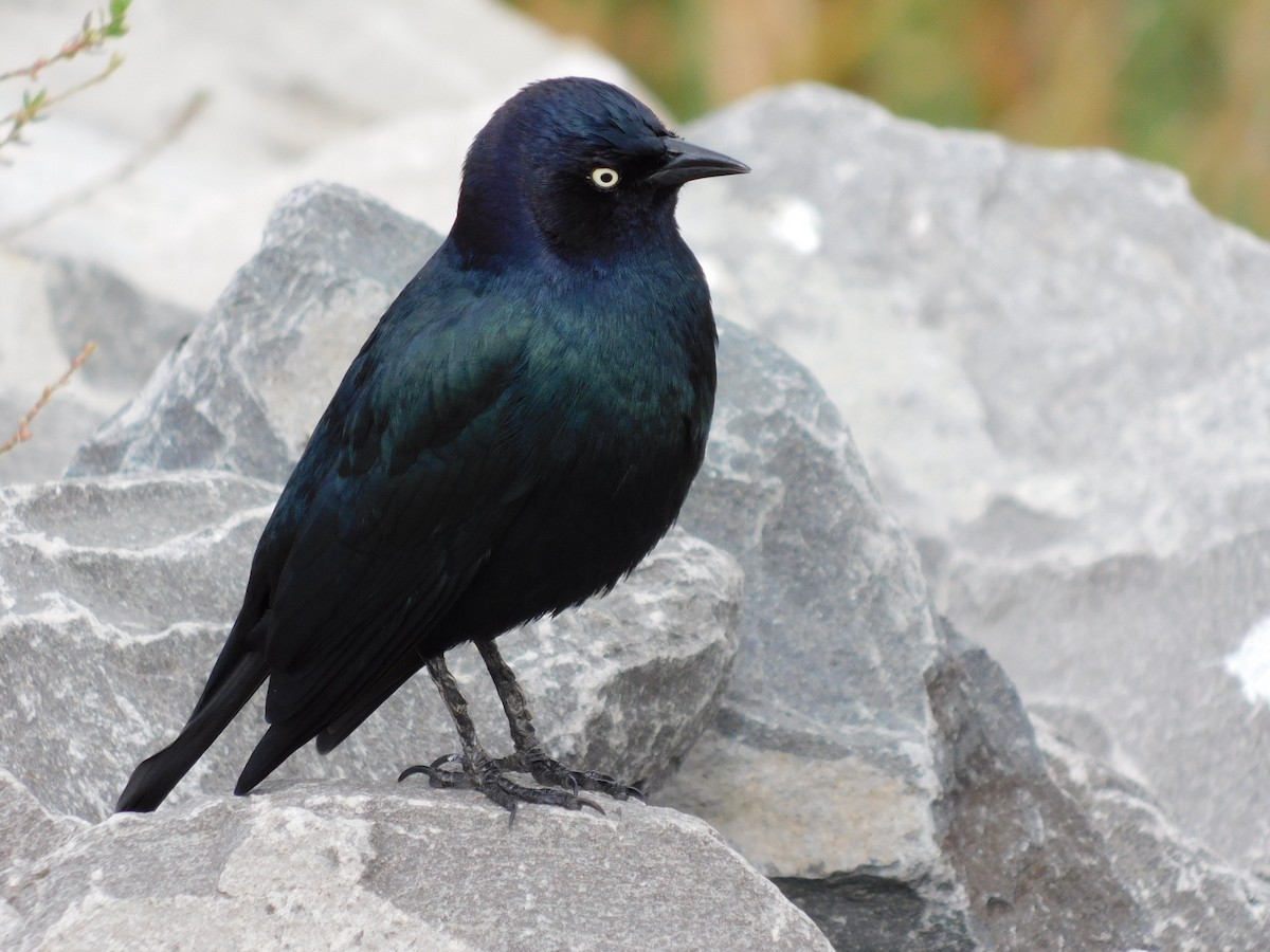 Brewer's Blackbird - ML644111378