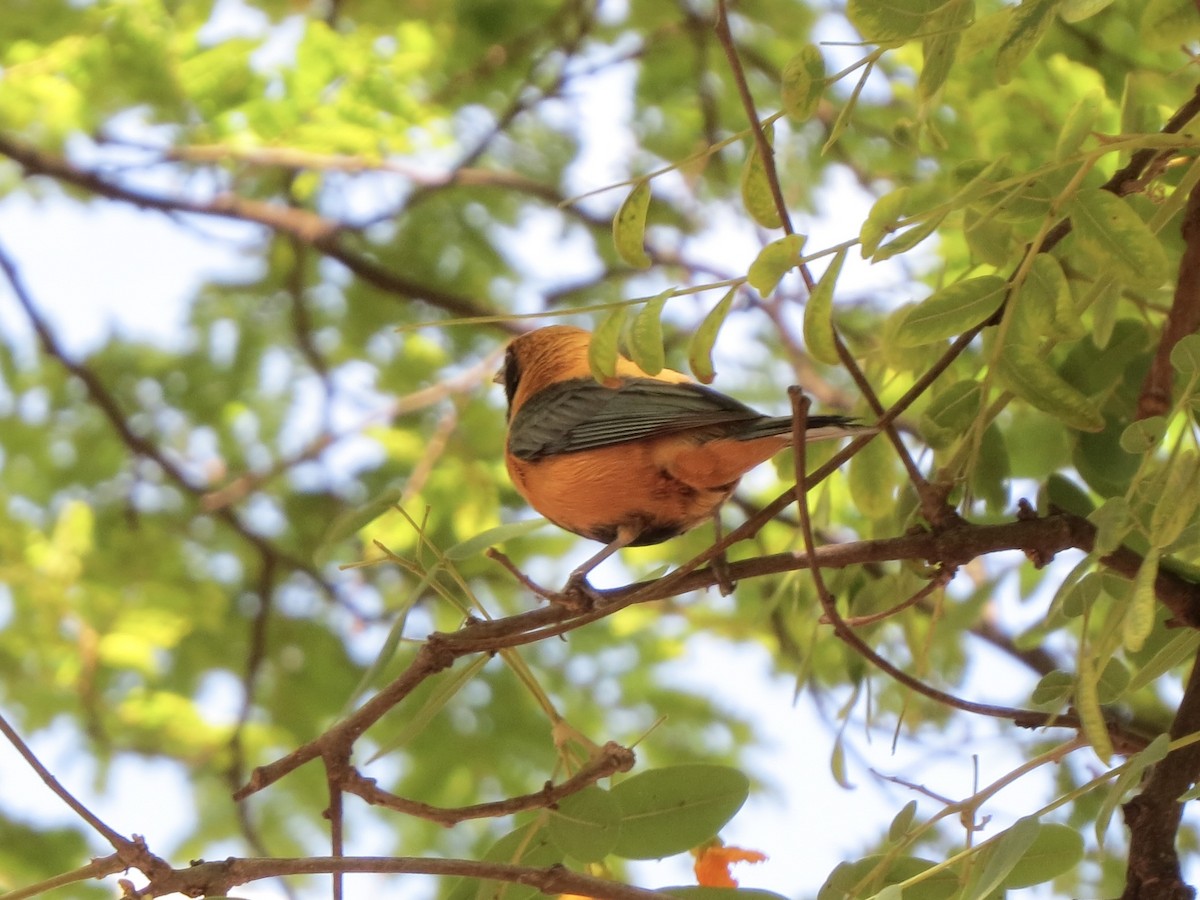 Burnished-buff Tanager - ML644111379