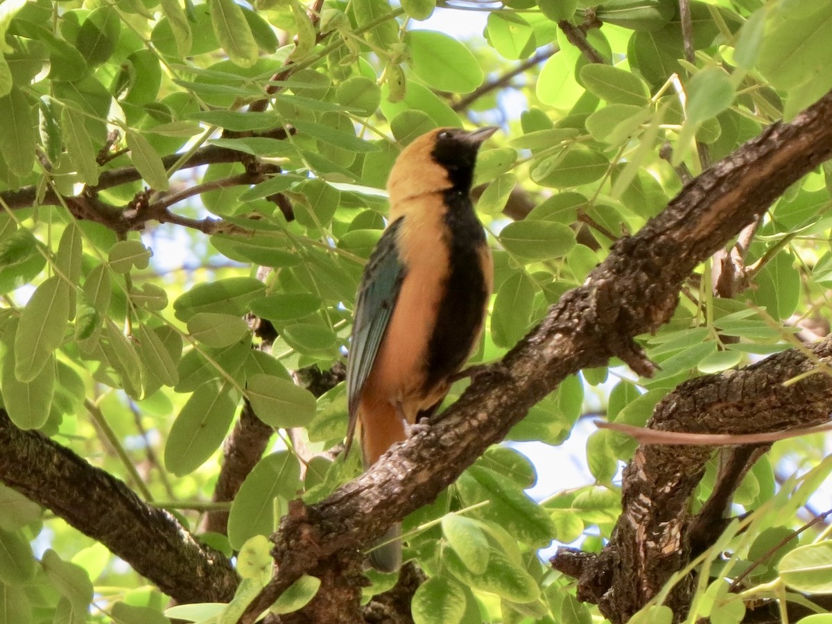 Burnished-buff Tanager - ML644111380