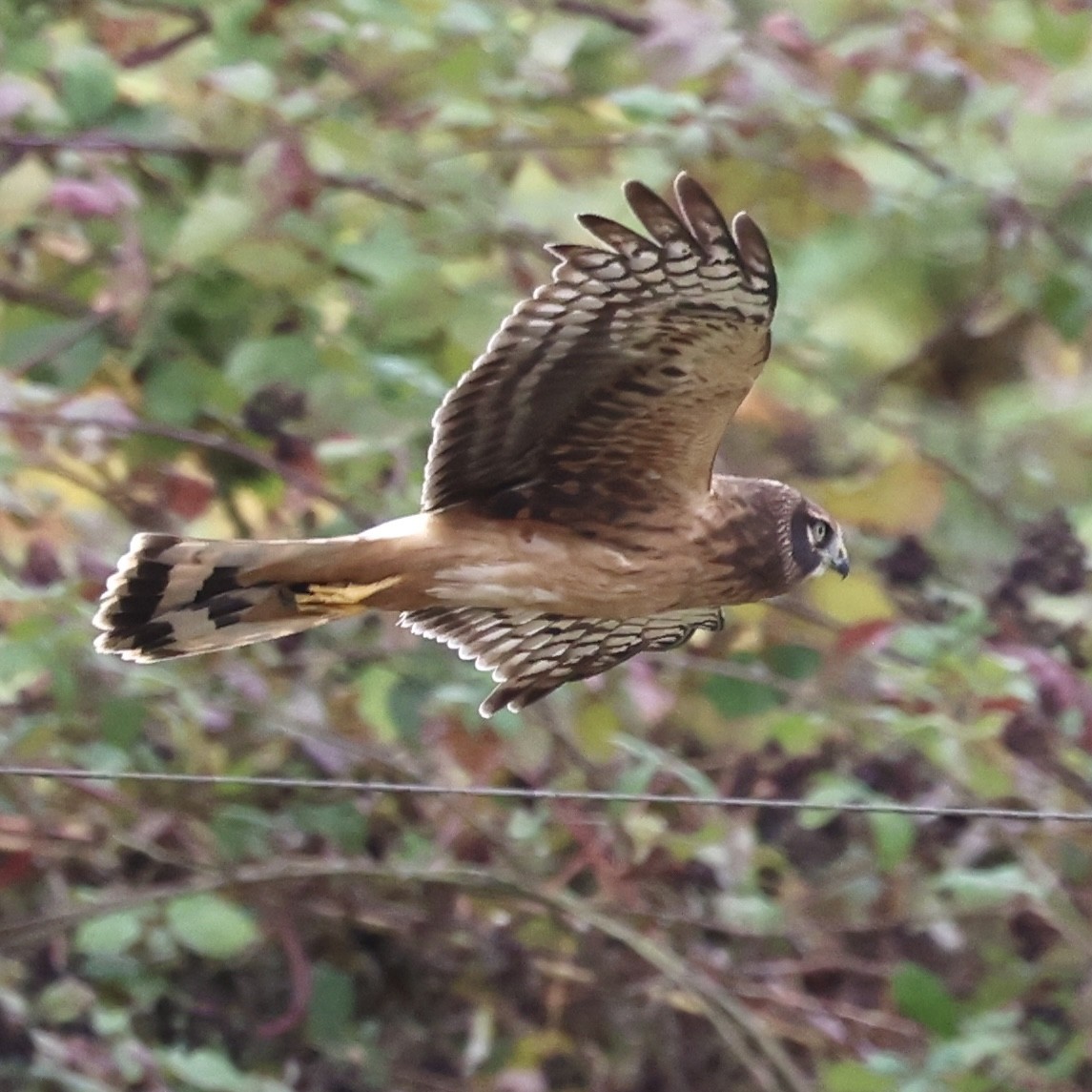 Northern Harrier - ML644111382
