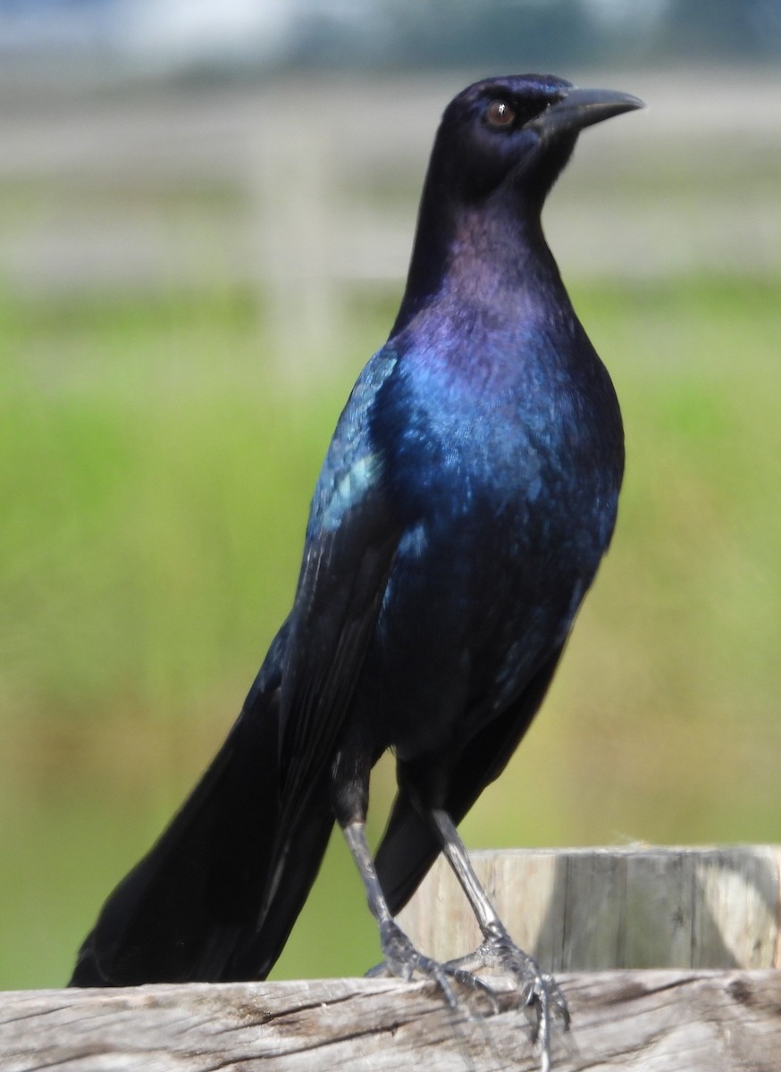 Boat-tailed Grackle - ML644111383
