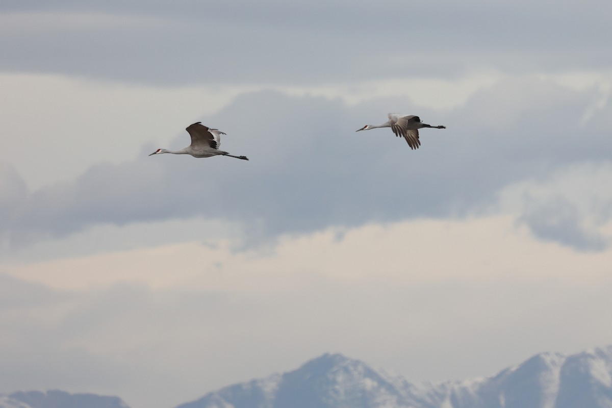 Kanadakranich - ML644111387