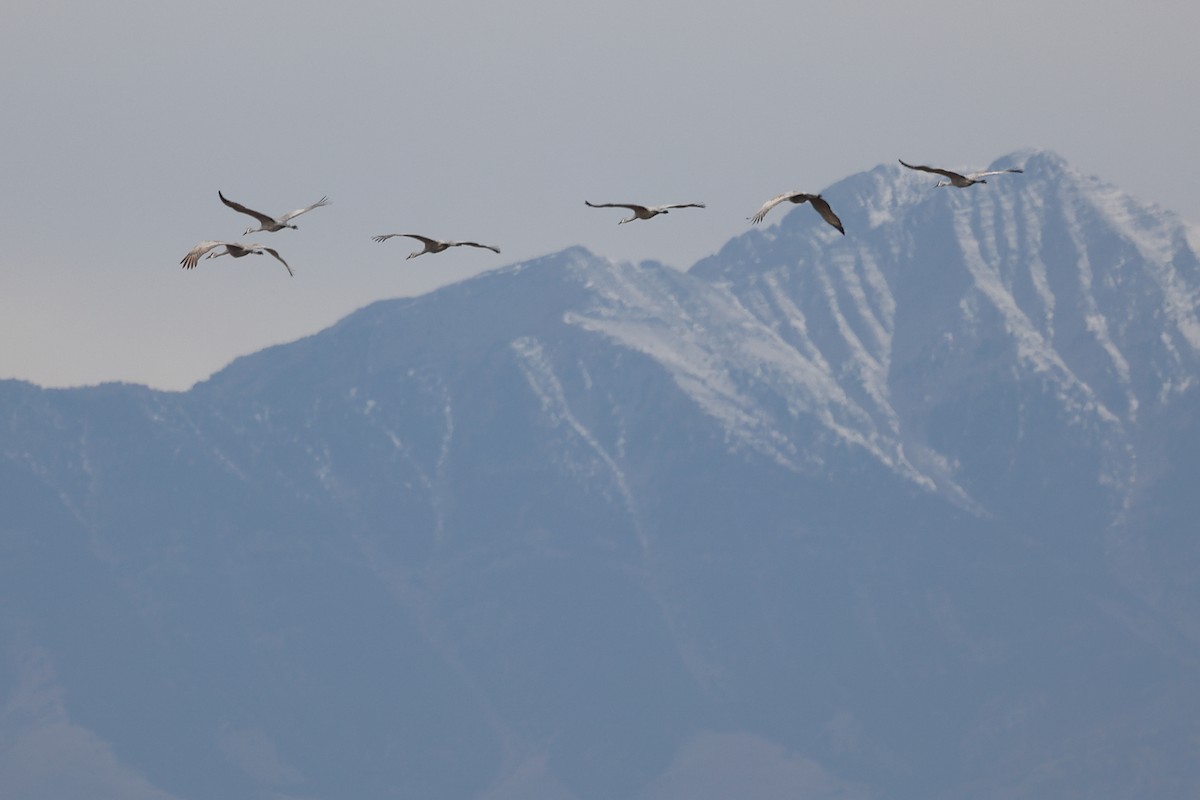 Kanadakranich - ML644111388