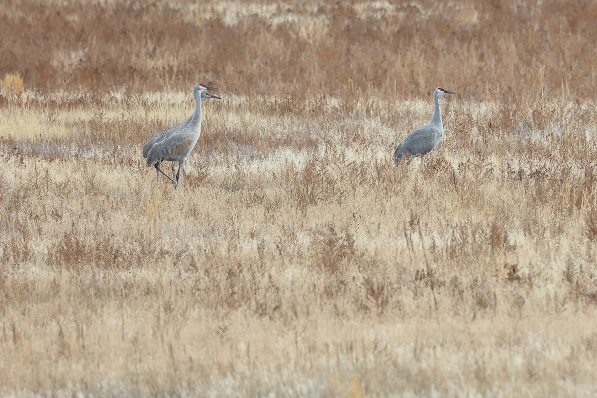 Kanadakranich - ML644111389