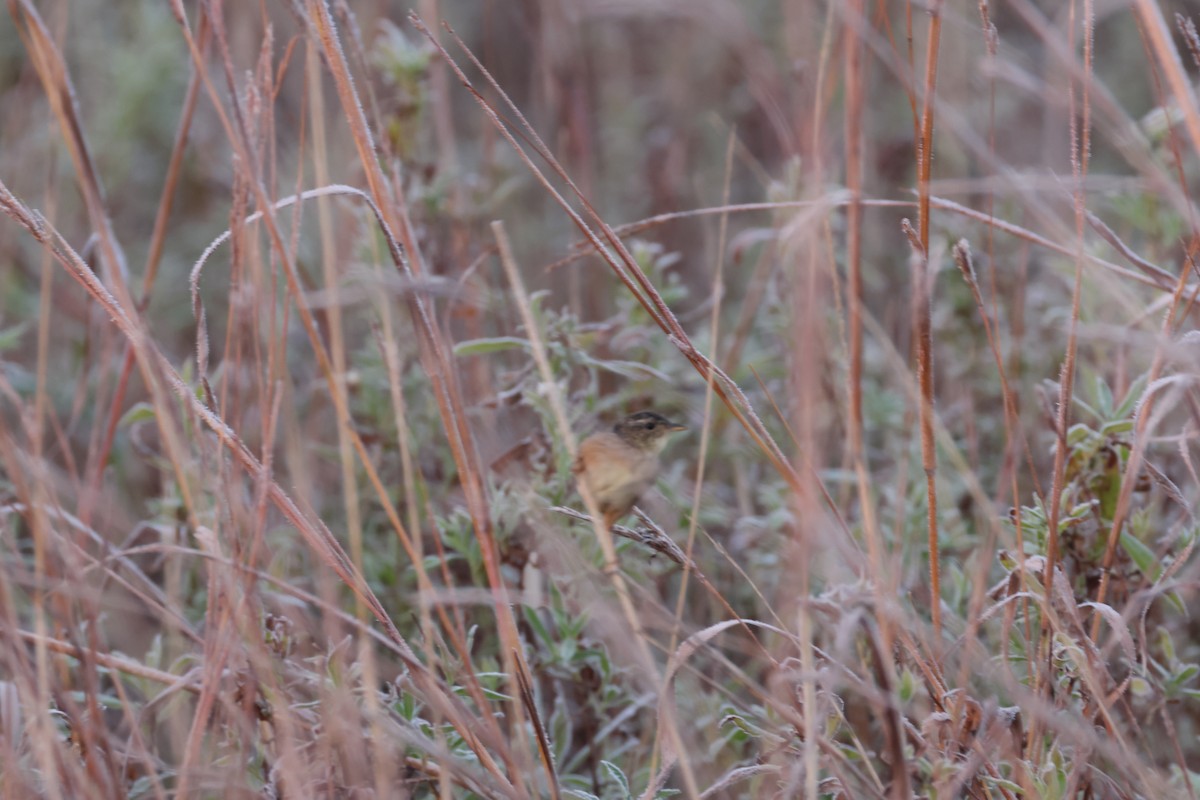 Sedge Wren - ML644111440