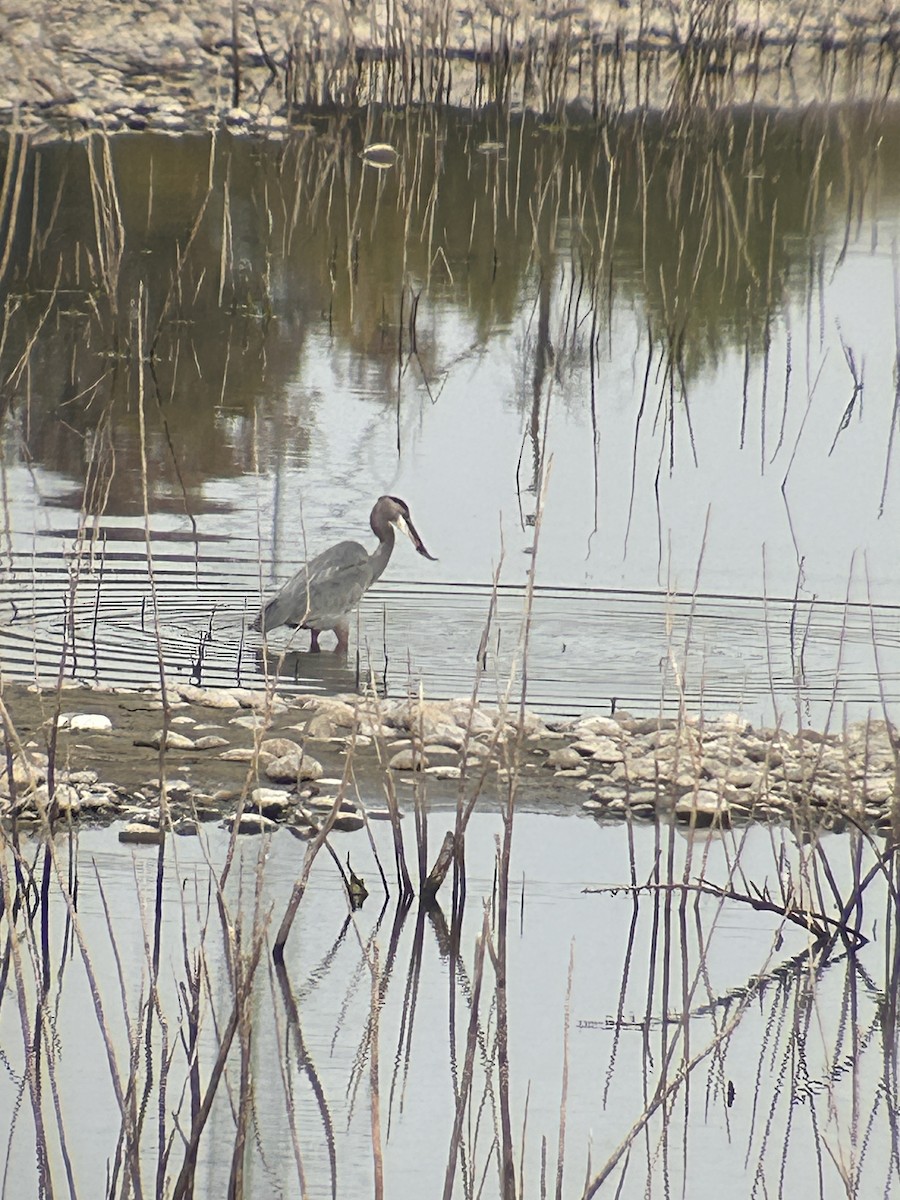 volavka velká - ML644111443