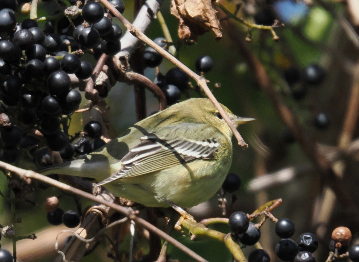 Blackpoll Warbler - ML644111444