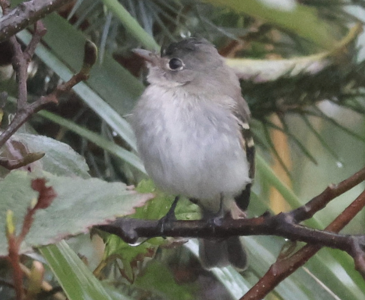 tyranovec malinký - ML644111462