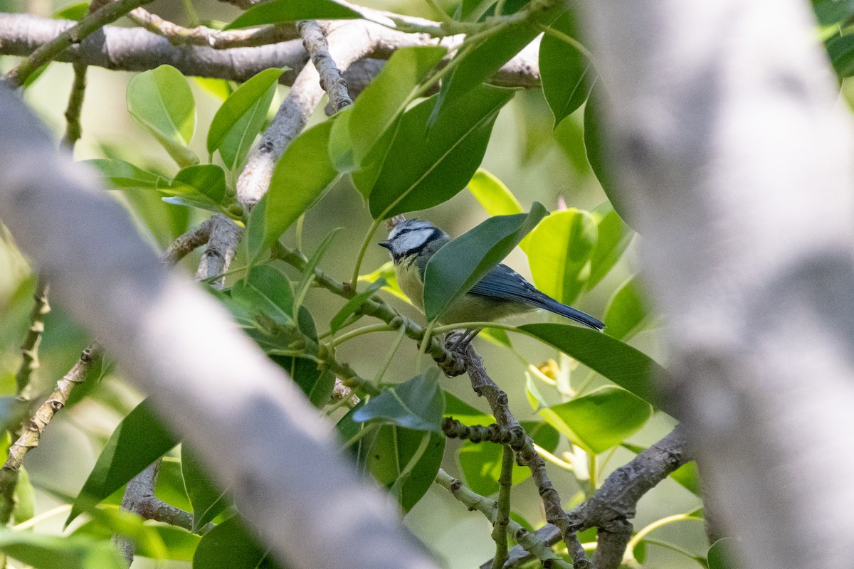 Blaumeise - ML644111472