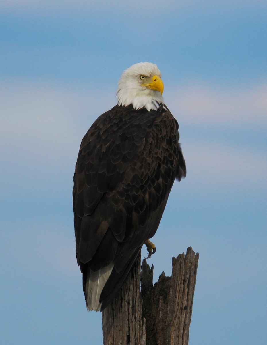 Itsas arrano buruzuria - ML644111479