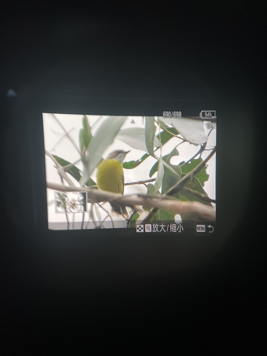 White-throated Gerygone - ML644111480