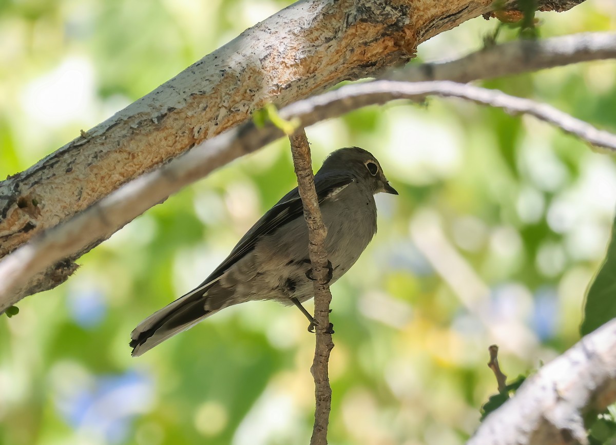 Townsend's Solitaire - ML644111482