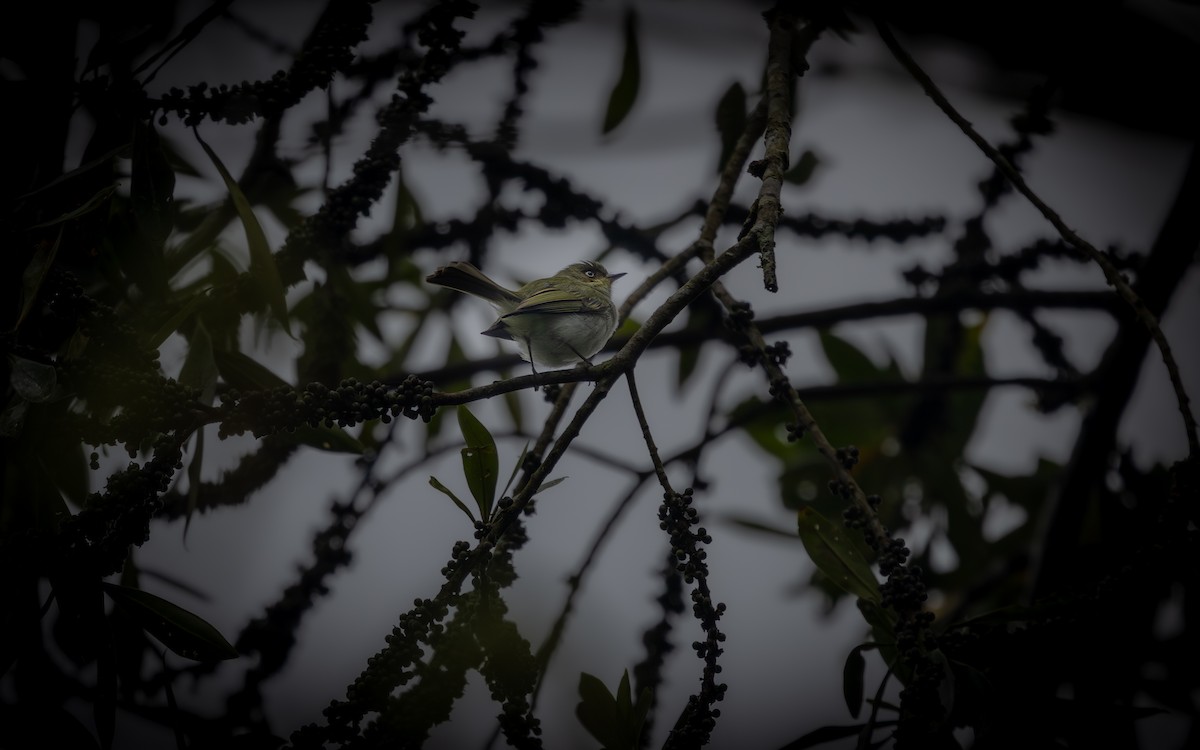 Bay-ringed Tyrannulet - ML644111483