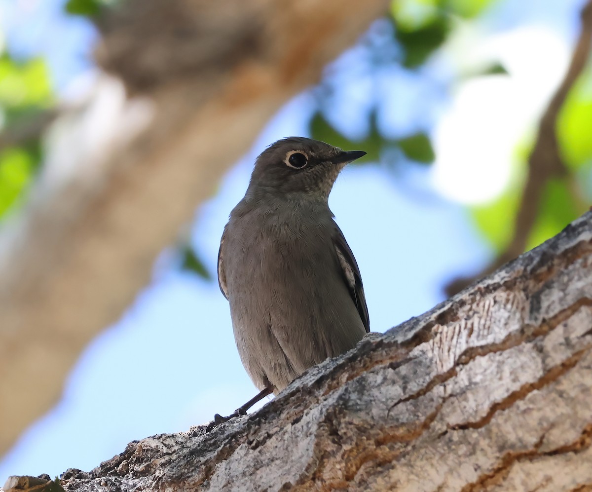 Townsend's Solitaire - ML644111484