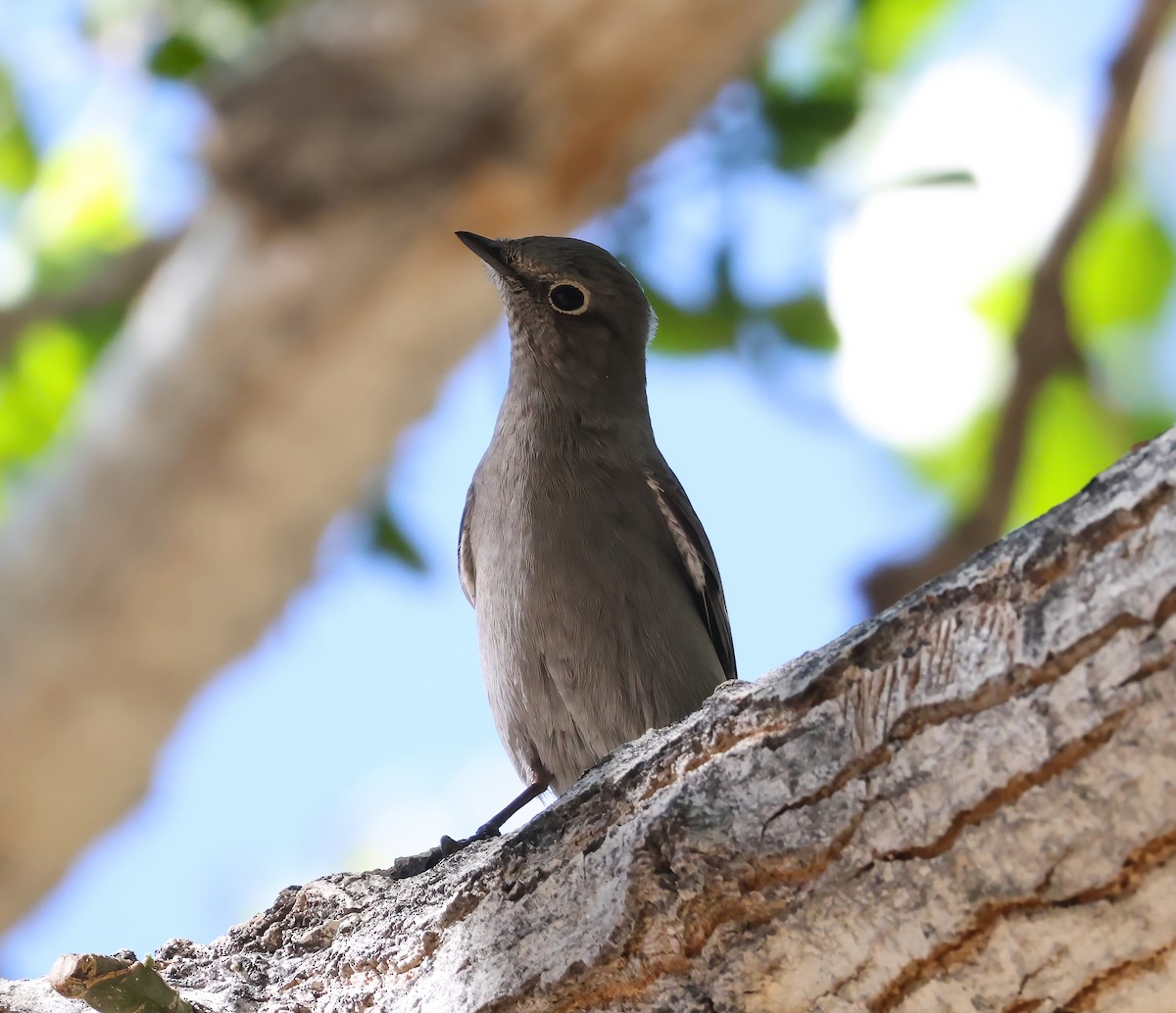 Townsend's Solitaire - ML644111485