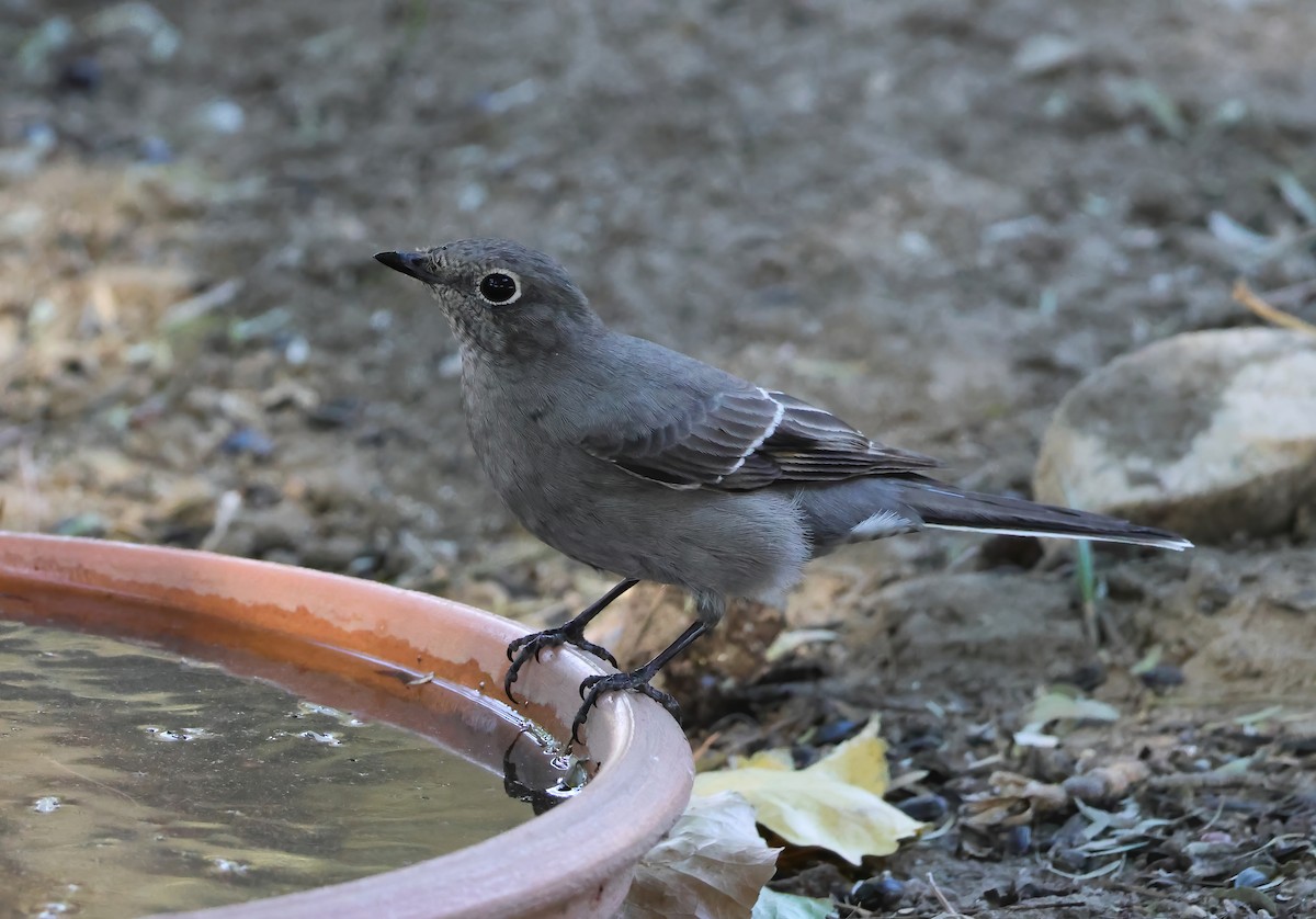 Townsend's Solitaire - ML644111486