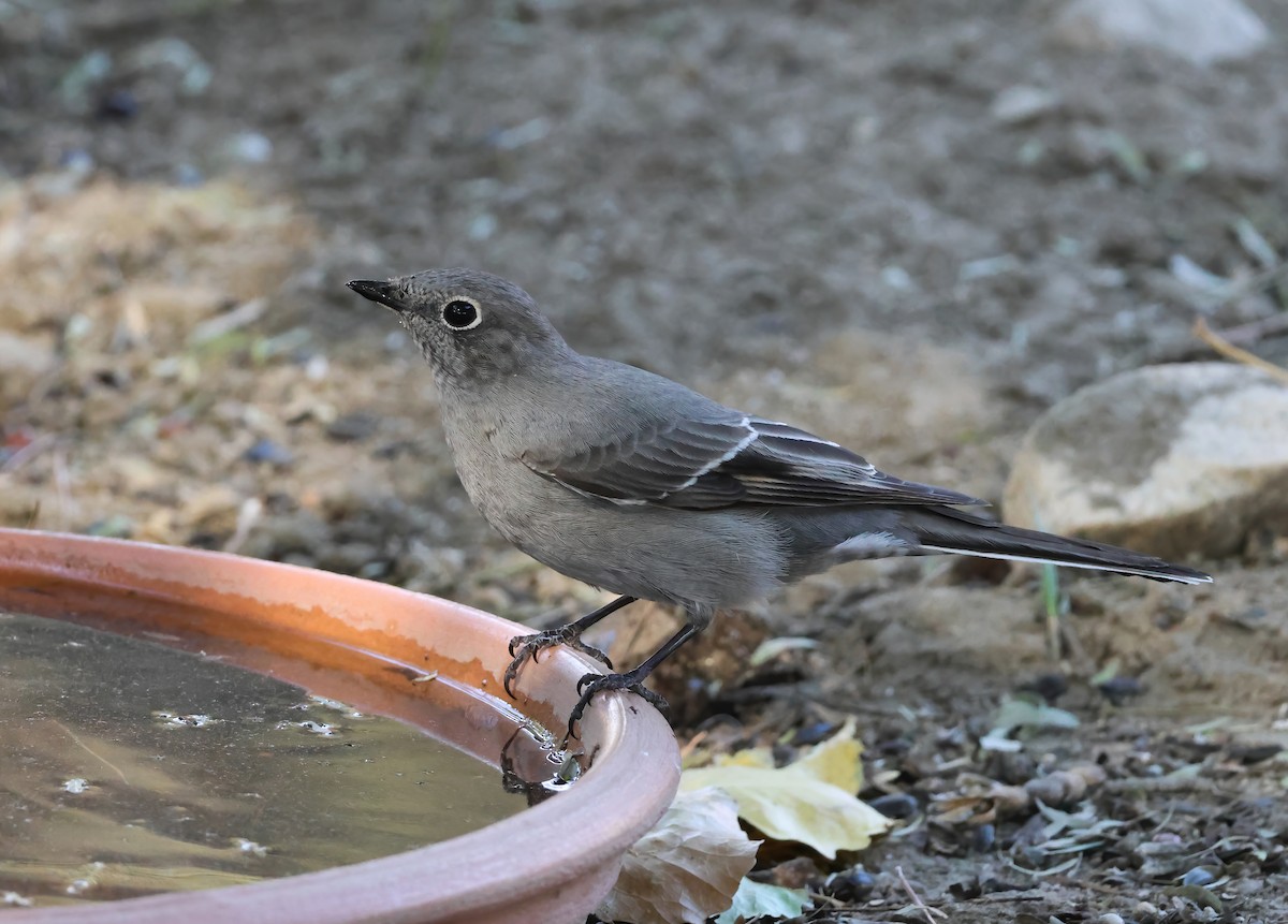 Townsend's Solitaire - ML644111487