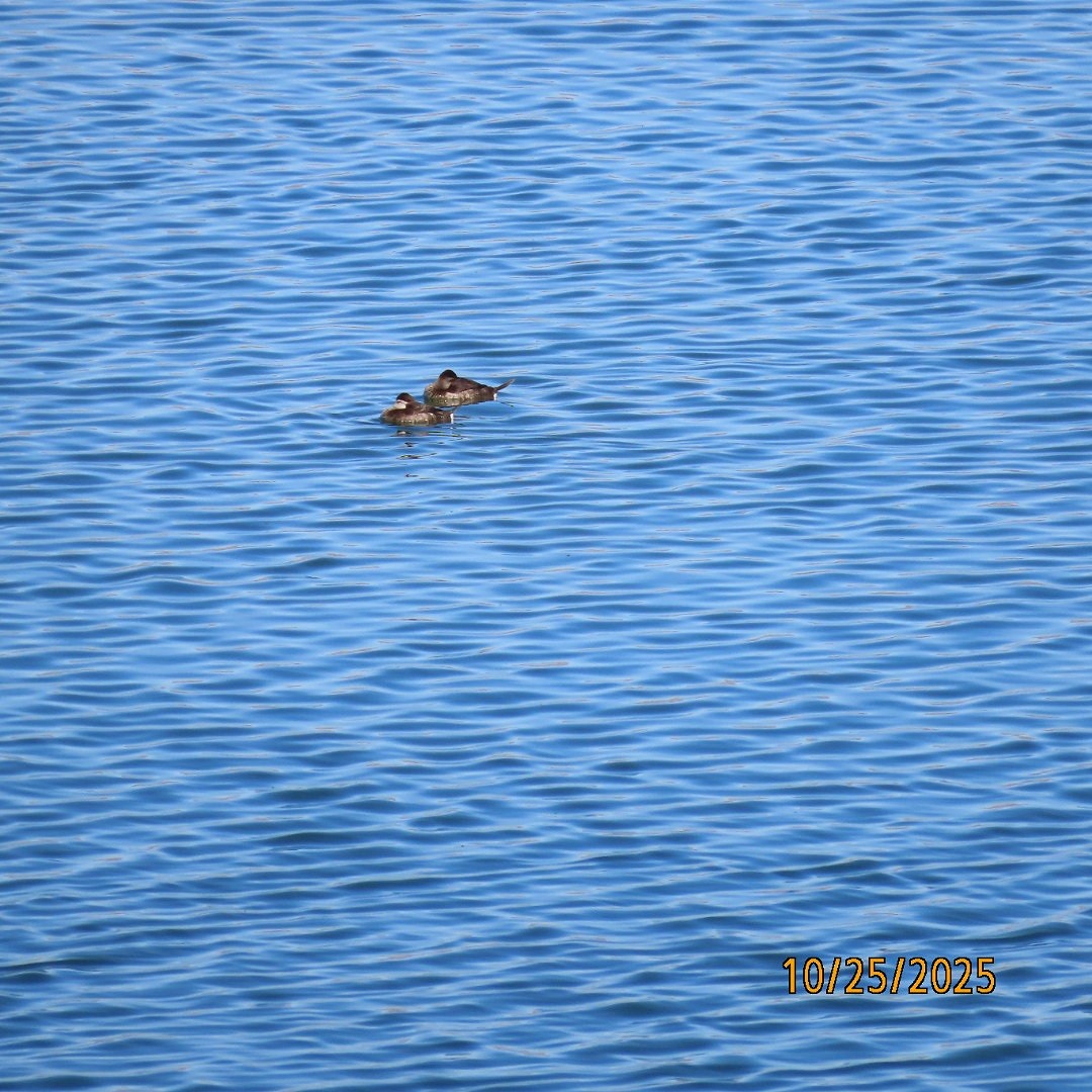 Ruddy Duck - ML644111506