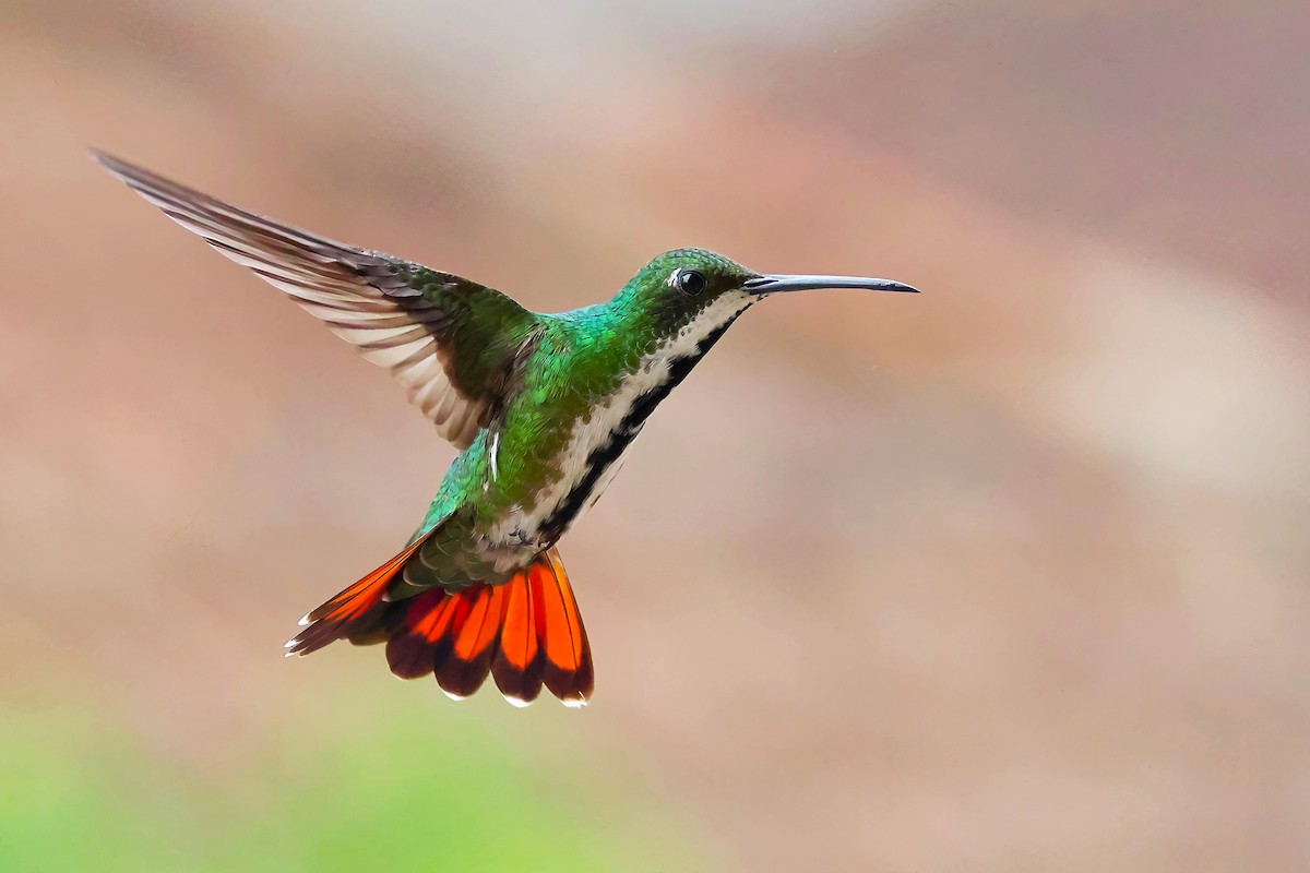 Black-throated Mango - ML644111514