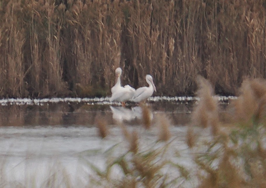 Pelikano zuri amerikarra - ML644111522