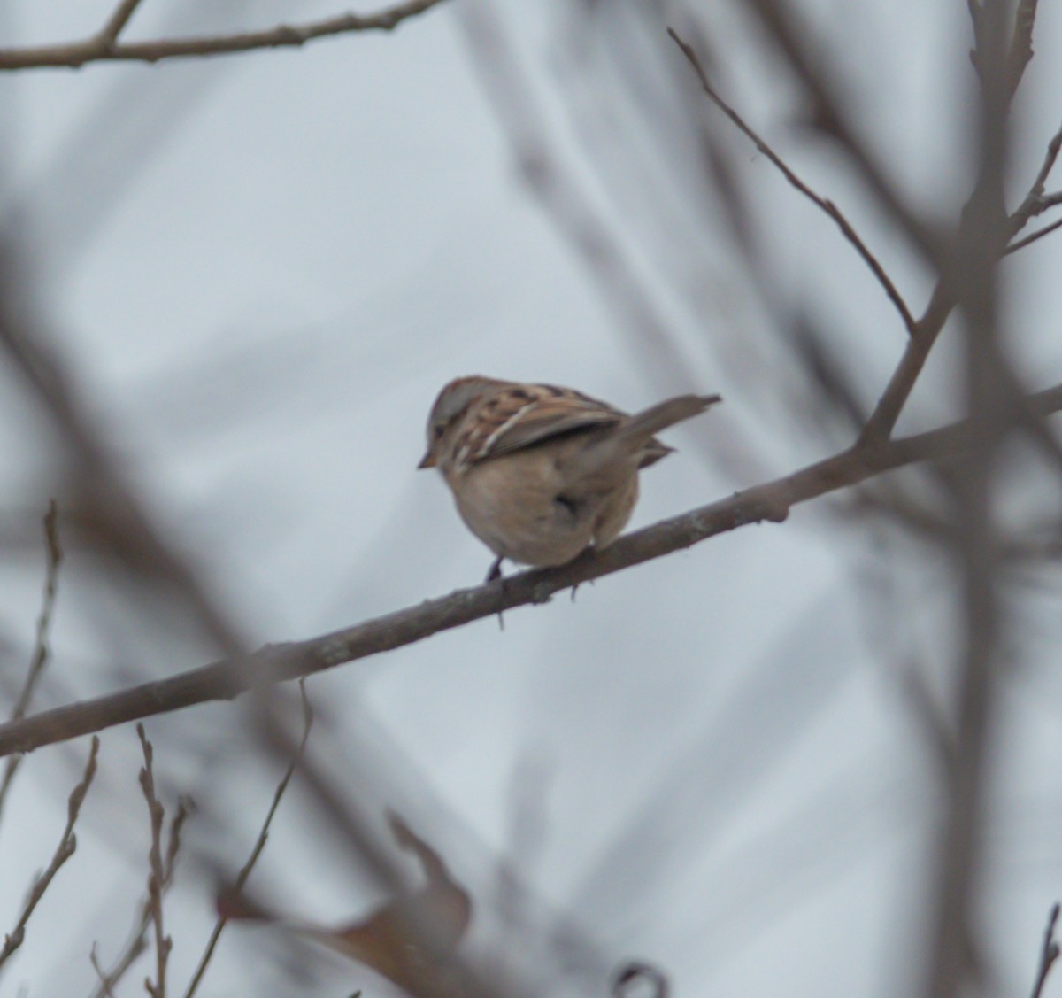 American Tree Sparrow - ML644111525