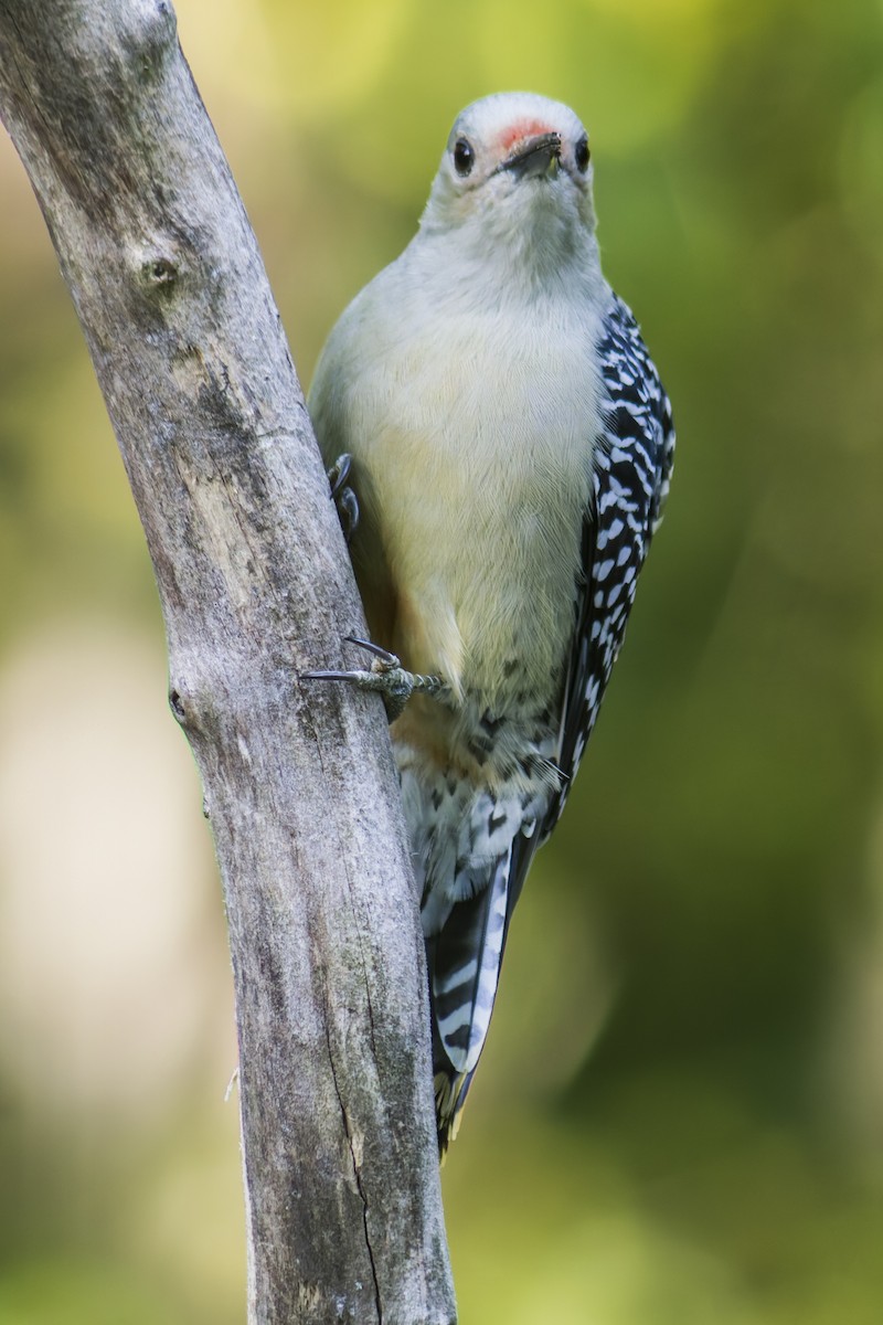 Red-bellied Woodpecker - ML644111527