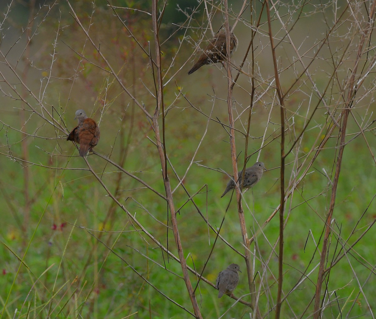 Zwergtäubchen - ML644111539