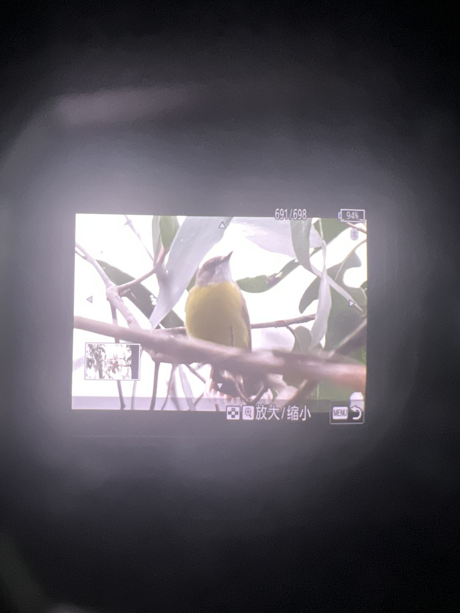 White-throated Gerygone - ML644111545