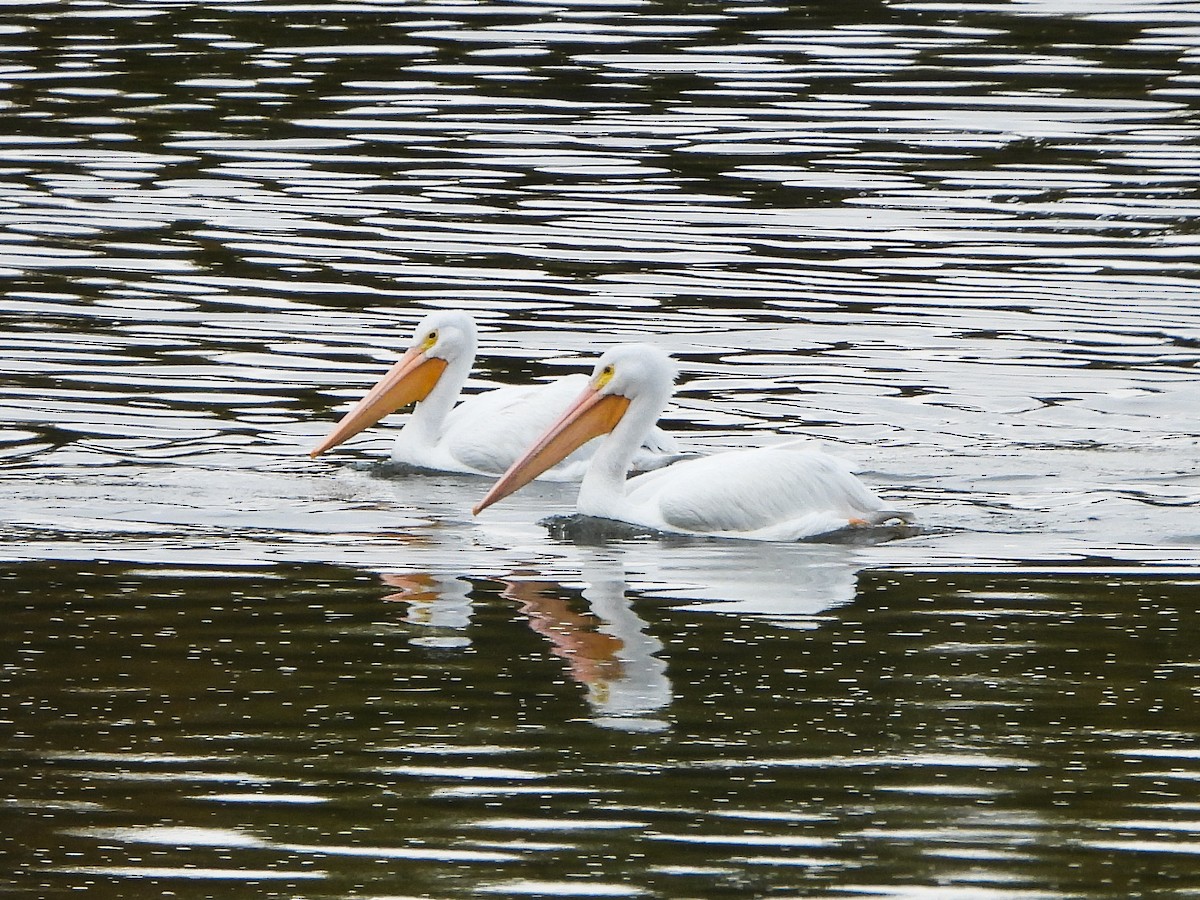 pelikán severoamerický - ML644111557