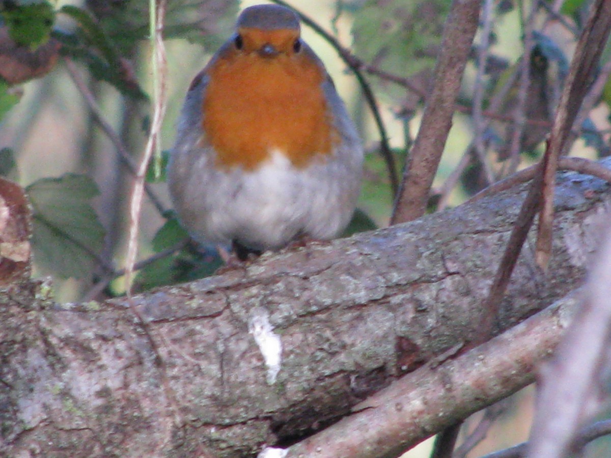 European Robin - ML644111602