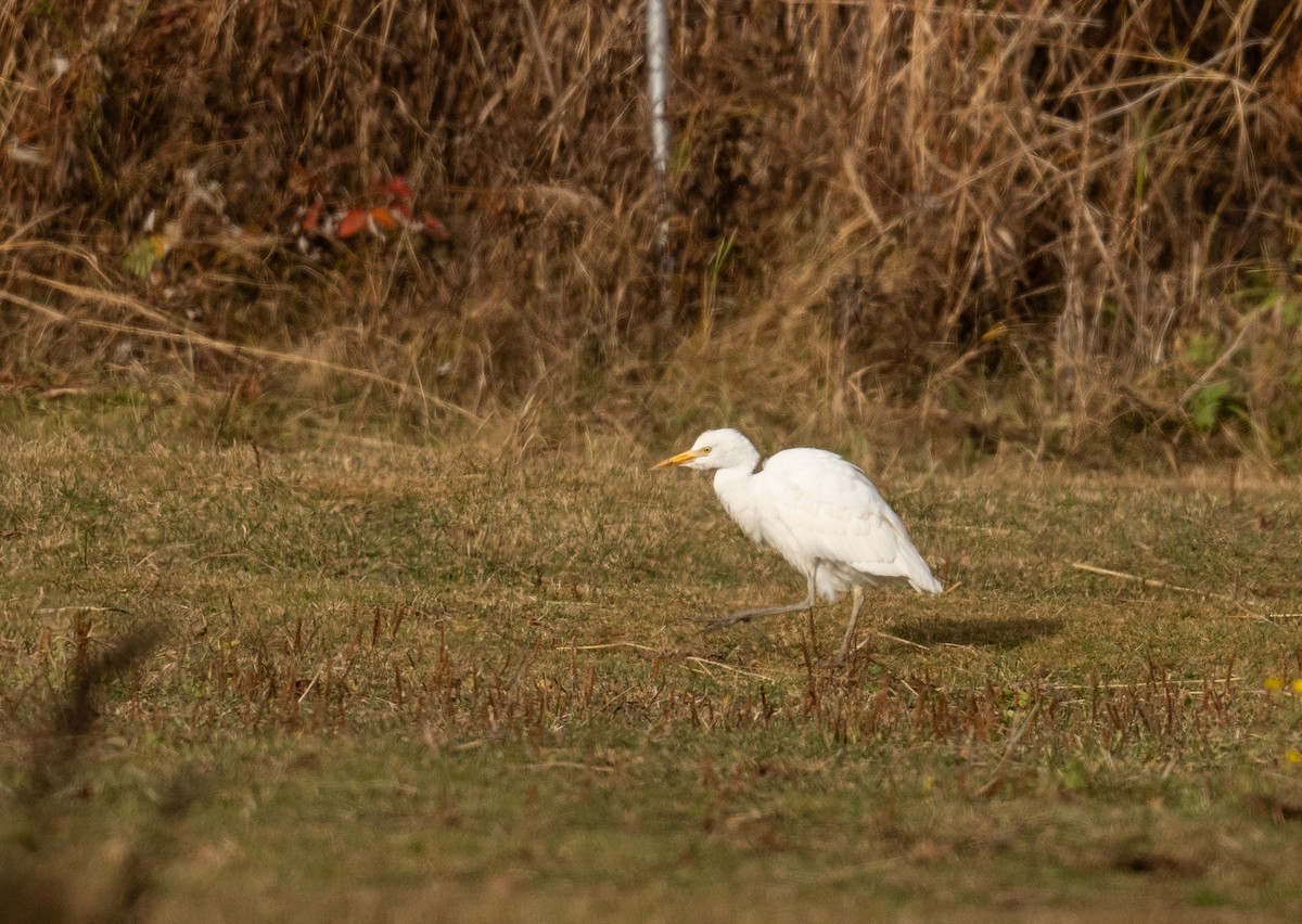 Western Cattle-Egret - ML644111605