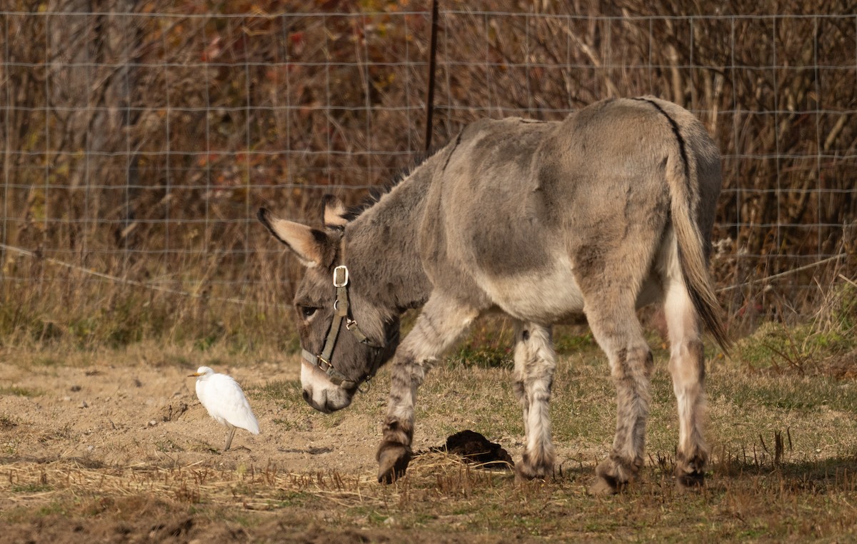 Western Cattle-Egret - ML644111608